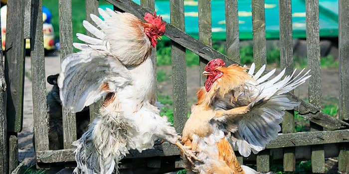 การปฏิบัติหน้าที่ด้านความมั่นคงของประเทศได้จับกลุ่มการเลี้ยงไก่รบบนพื้นที่ของสหรัฐอเมริกา