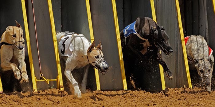 GBGB ปฏิเสธการห้ามการแข่งขัน Greyhound Racing ของรัฐมนตรีเวลส์